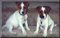 Wilson and Weber
