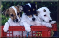3 Jack Russell Terrier puppies in a red basket