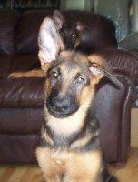 male German Shepherds puppy