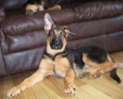 male German Shepherds puppy