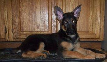 male German Shepherd puppy