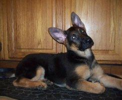 male German Shepherds puppy