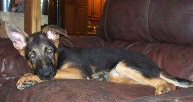 male German Shepherds puppy