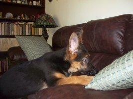 male German Shepherds puppy